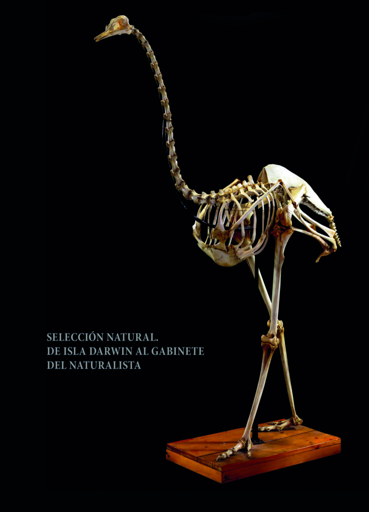 Imagen de portada de SELECCIÓN NATURAL. DE ISLA DARWIN AL GABINETE DEL NATURALISTA