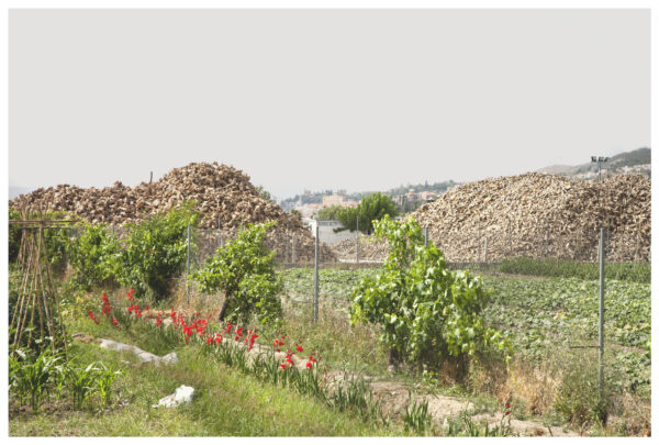 Imagen de portada de Ciclo semestral  «Agro. Paisaje cultural y saberes del campo»